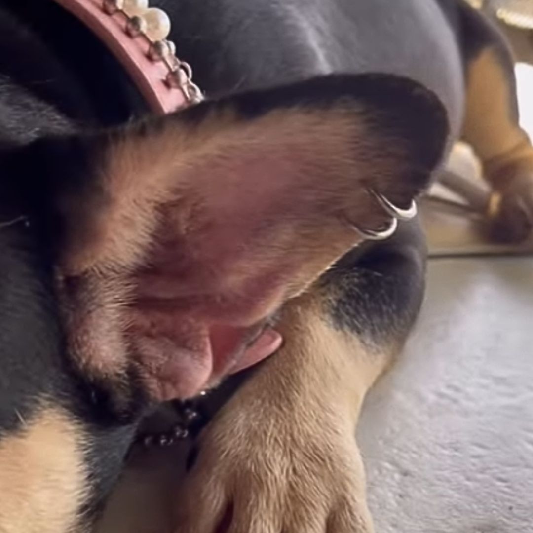 A chihuahua dog with a pink collar and ear pierced laying on the floor