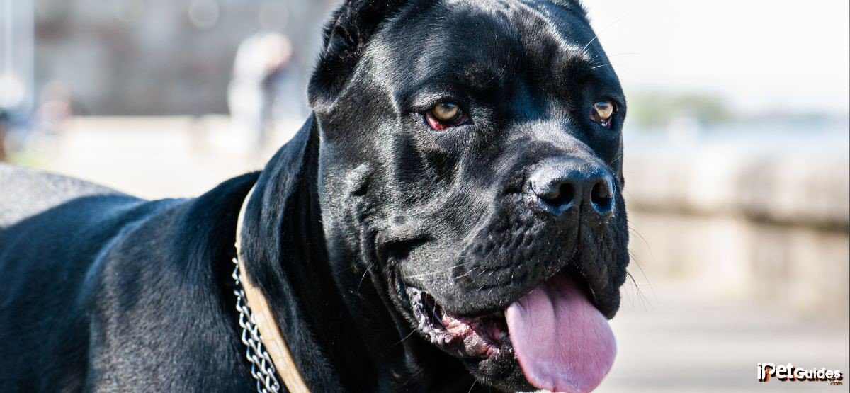 a black cane corso standing outdoor with its tongue out looking at the camera