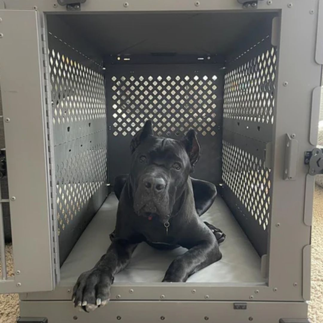 a cane corso seated inside a impact crate