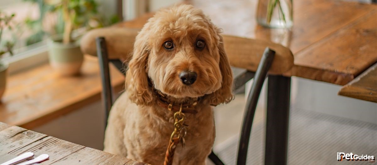 a cavapoo sitting on a chair in the dining room