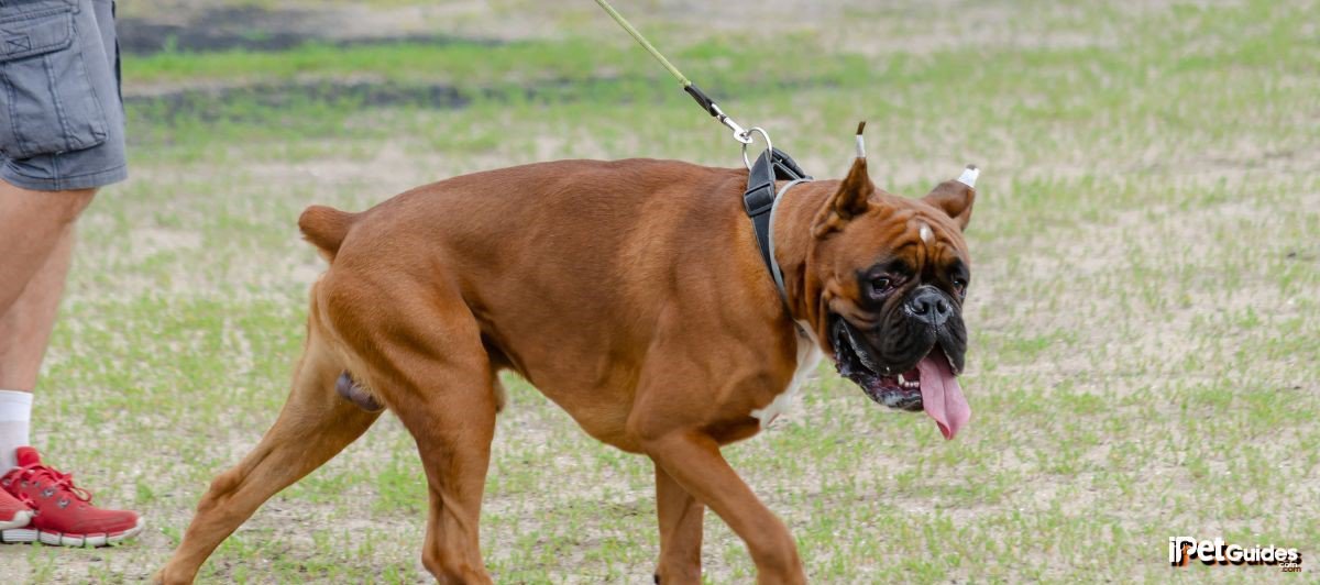 a brown docked tail boxer walking on a leash