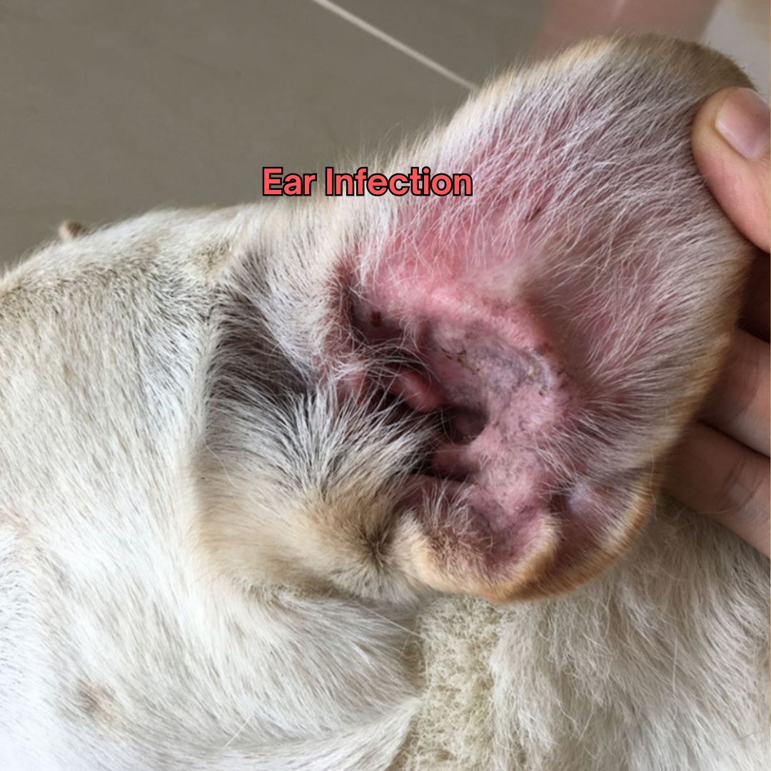 Ear infection in a dog's ear