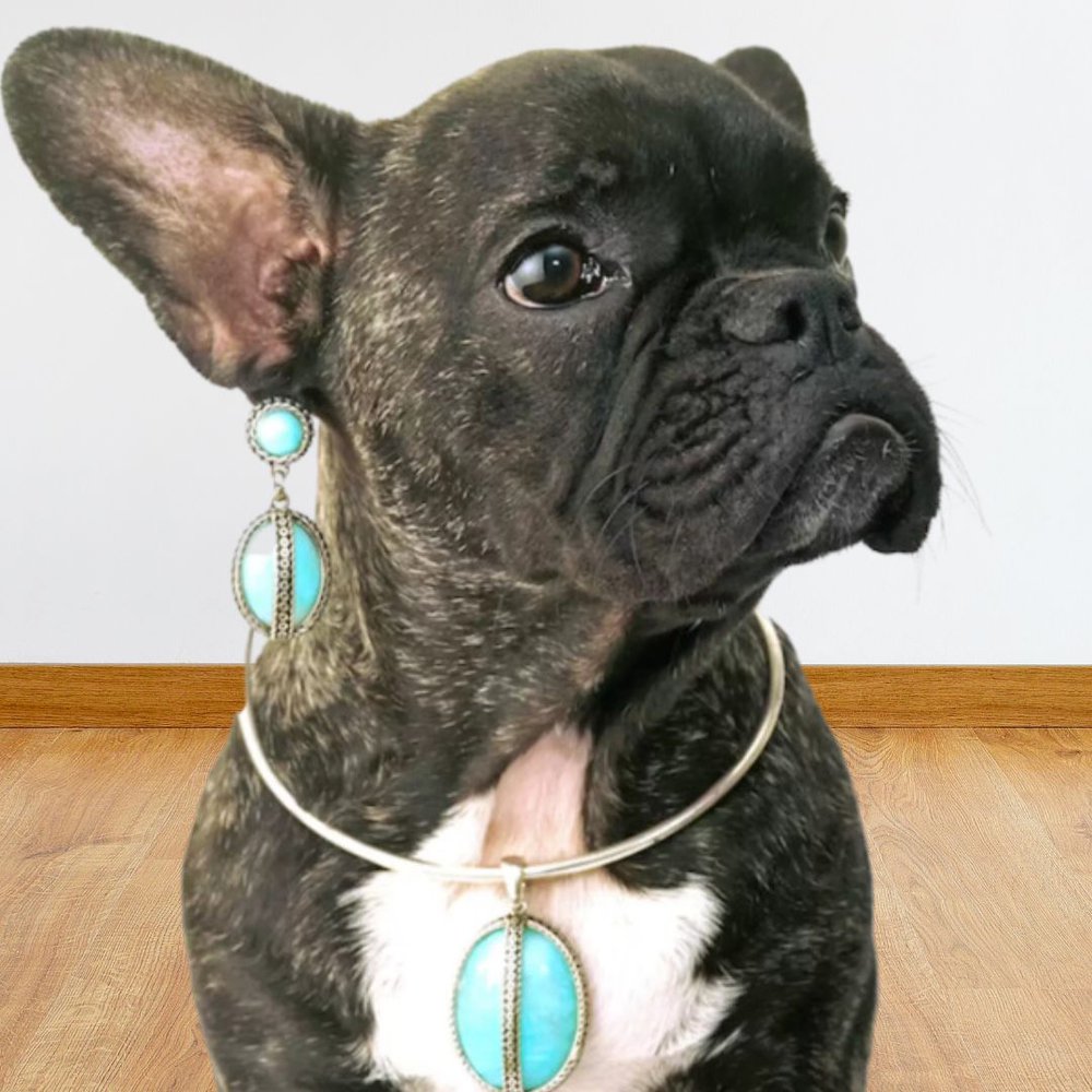 A black and white french bulldog wearing a turquoise necklace and earrings seated on the floor