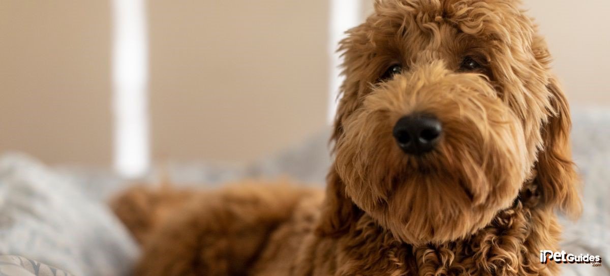 a goldendoodle laying on the bed