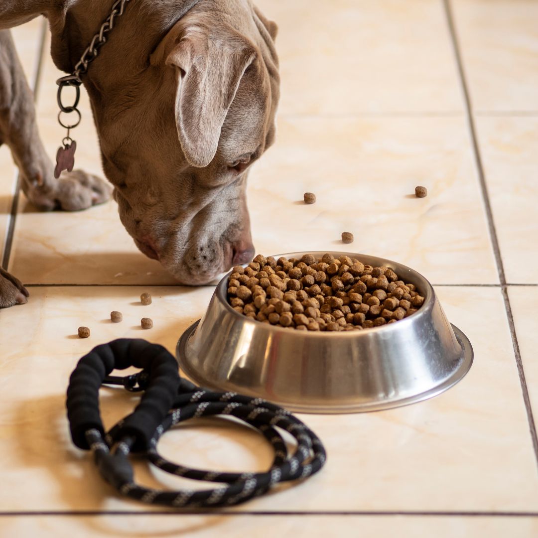 a pitbull puppy eating dog food from a dish
