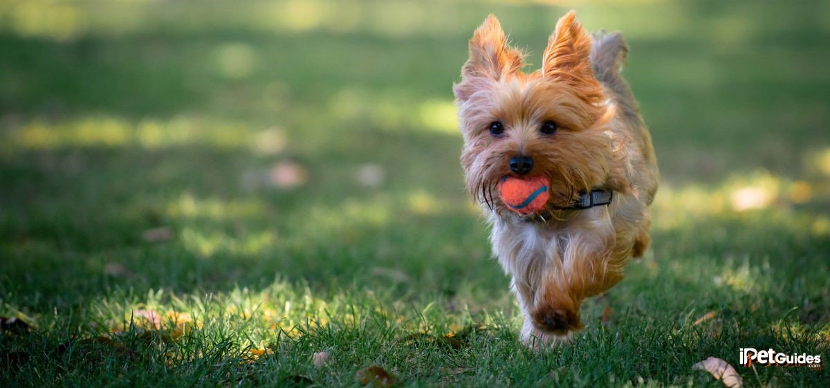 a yorkshire playing in a grass field