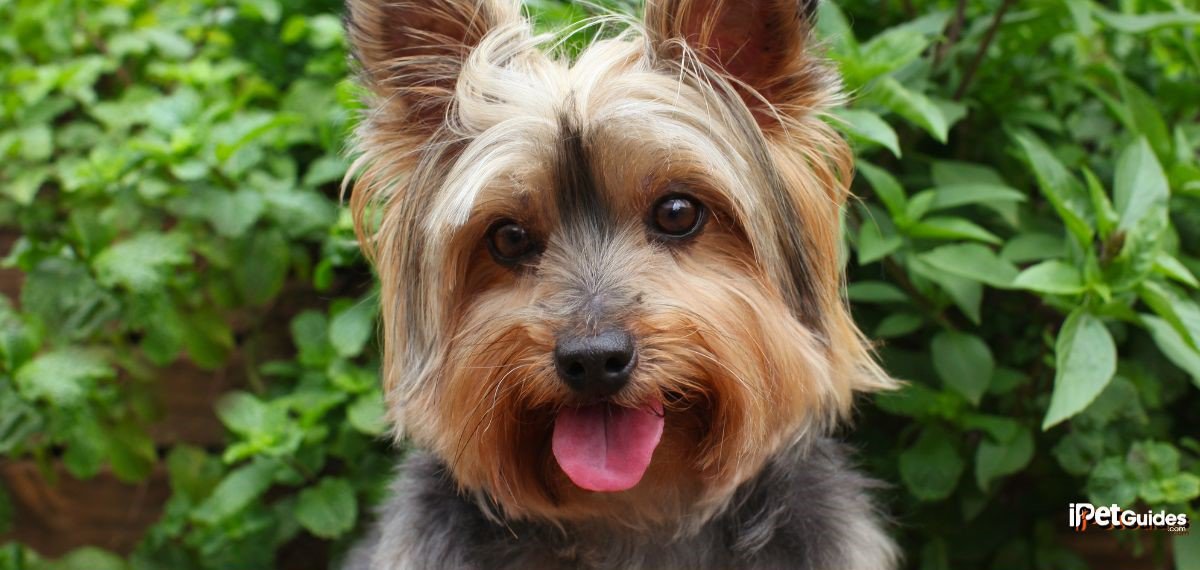 A yorkshire terrier dog with its tongue out