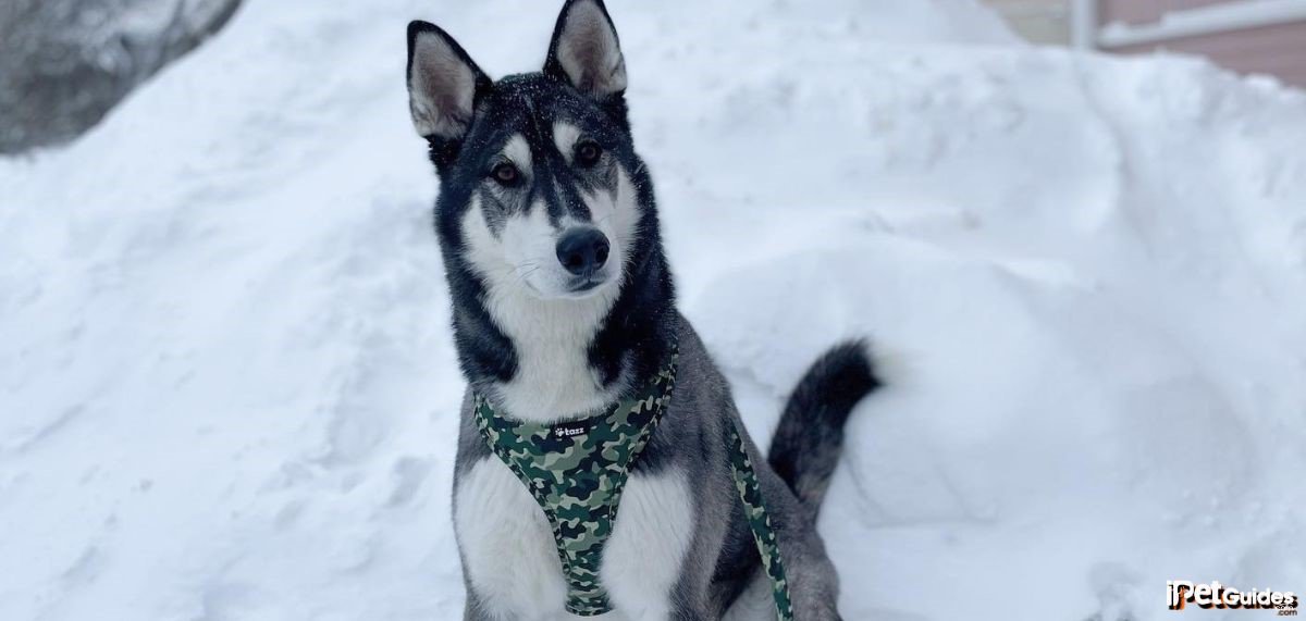 a alaskan husky dog standing in the snow