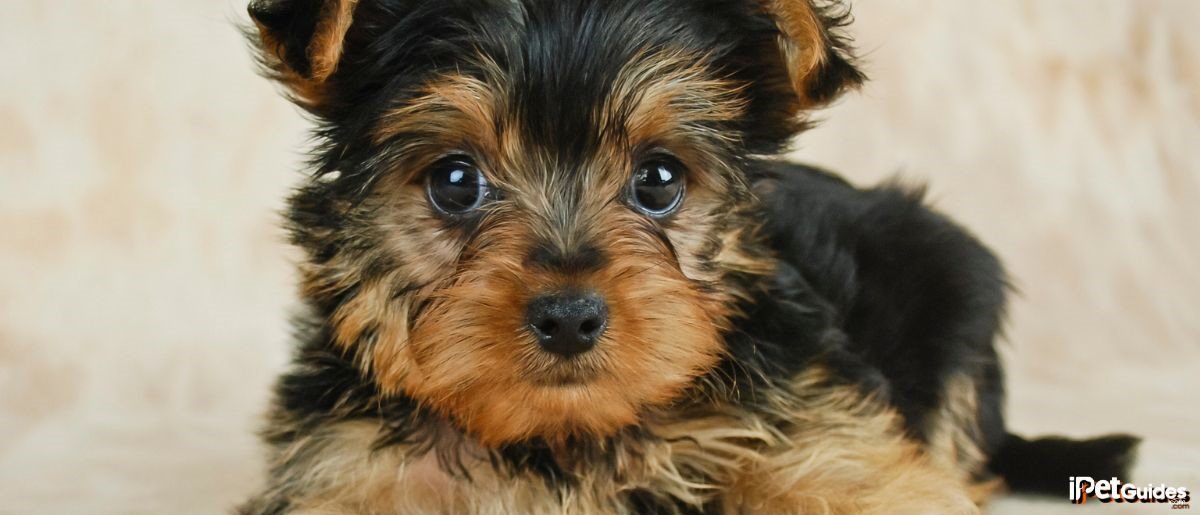 A black and gold yorkshire terrier puppy is laying on a floor