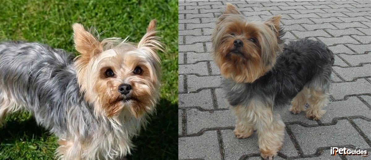 two pictures of a blue and tan yorkie 