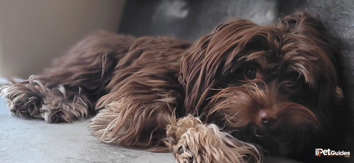 A chocolate yorkie laying down on a couch