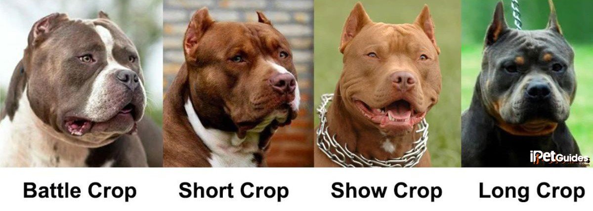 ear cropping of dogs