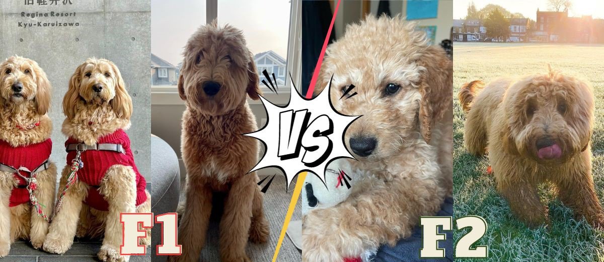 f1 vs f2 goldendoodle