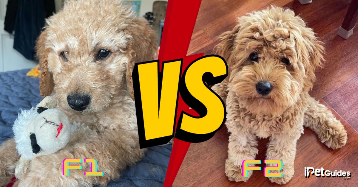 f1 vs f2 goldendoodle featured image