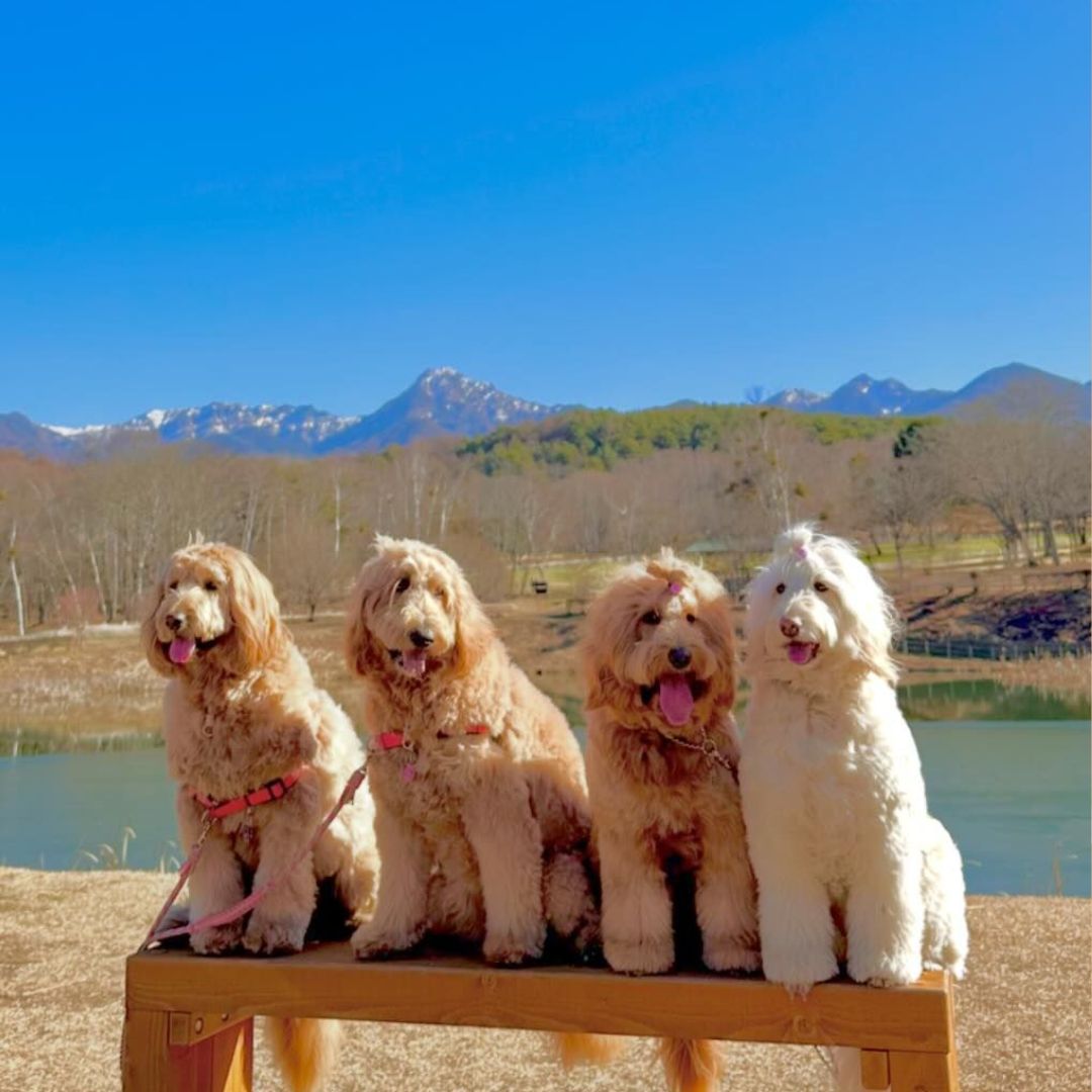 four goldendoodles sitting on a wooden bench