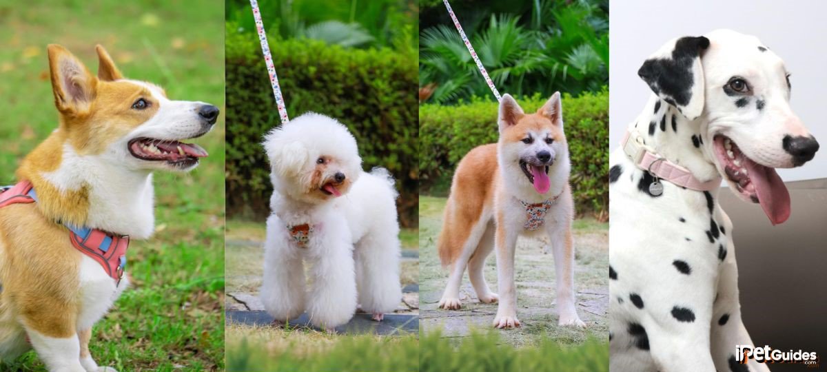 harnesses and pretty collars for dogs 