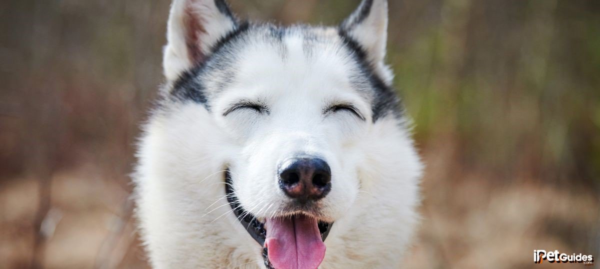 A husky dog is smiling with its tongue out
