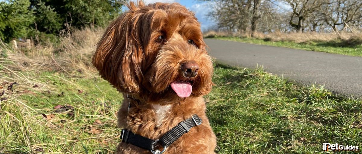 A brown labradoodle
dog standing on a path with its tongue out