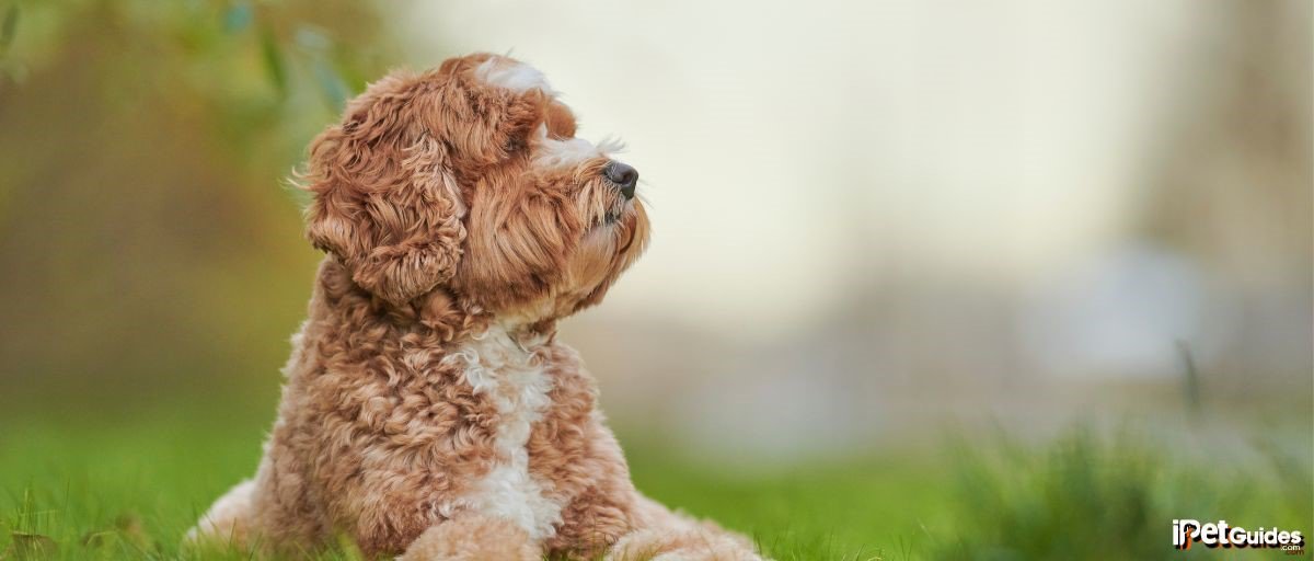 A brown and white labradoodle dog sitting on a grass ground