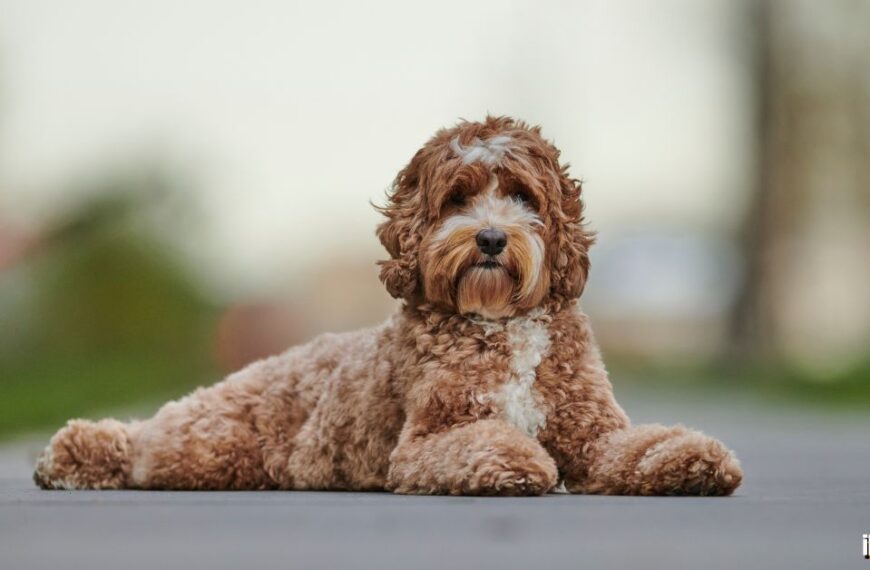 labradoodle size chart featured image