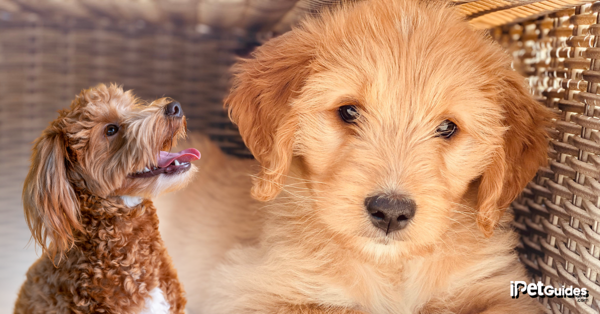 mini goldendoodle lifespan featured image