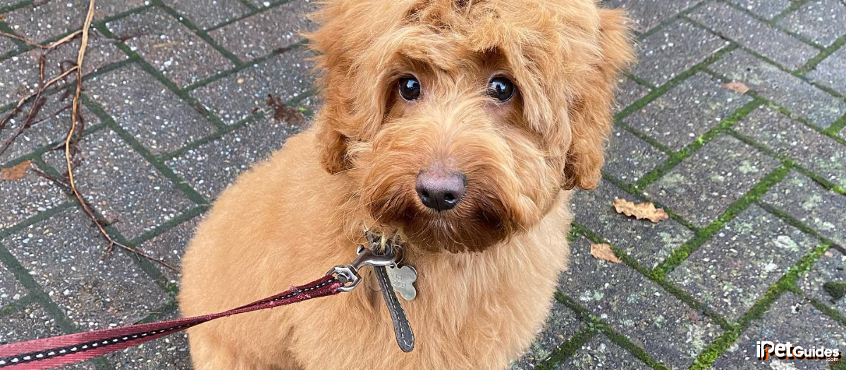 A mini labradoodle sitting on a road with a leash