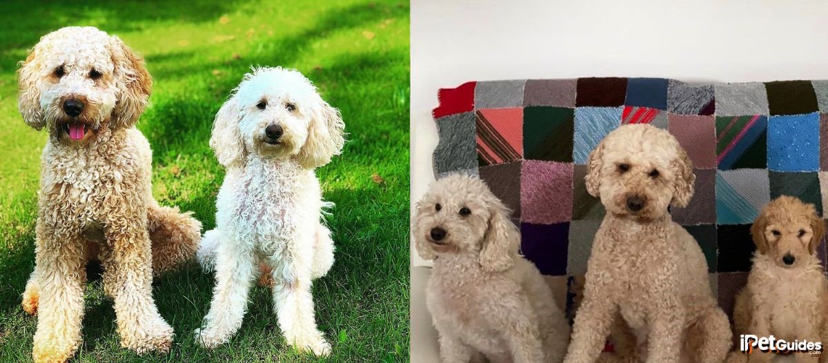 pictures of mini labradoodles