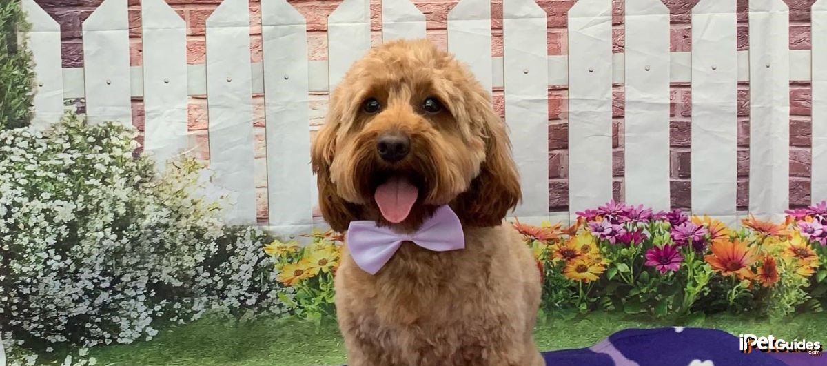 A mini labradoodle wearing a bow tie and seated in front of a fence