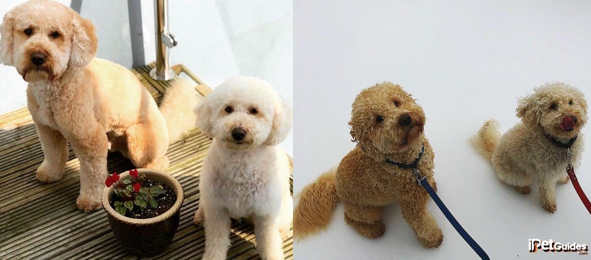 Two pictures of mini labradoodles