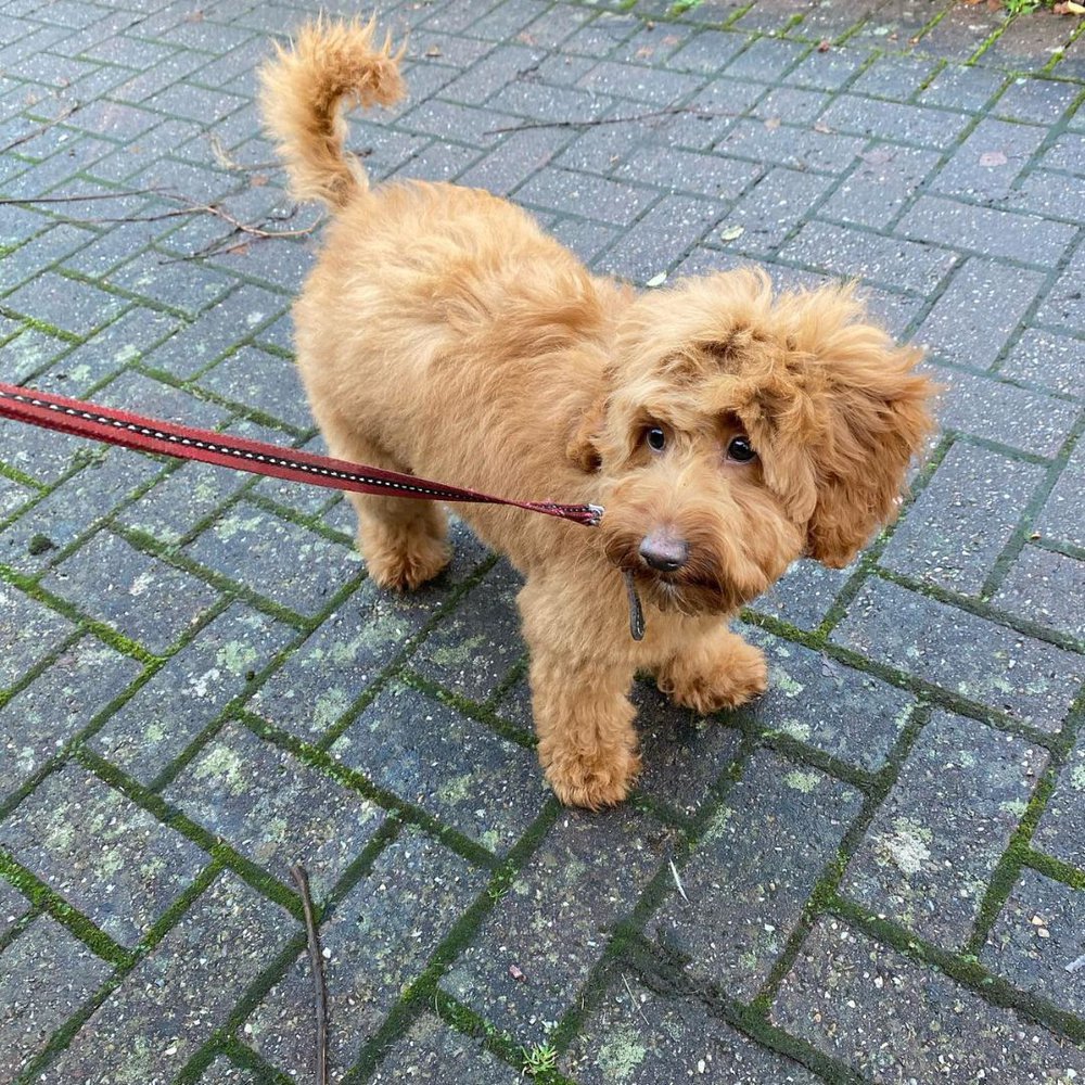 A mini labradoodle on a leash on a brick walkway