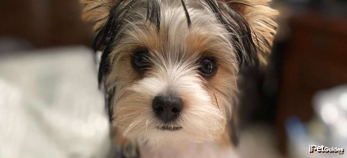 a parti yorkshire is looking at the camera