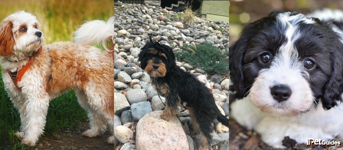 pictures of bi-colored cavapoos