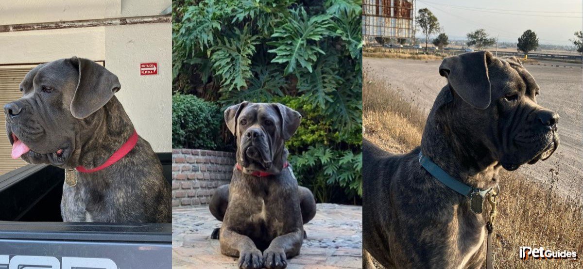 pictures of a gray brindle cane corso