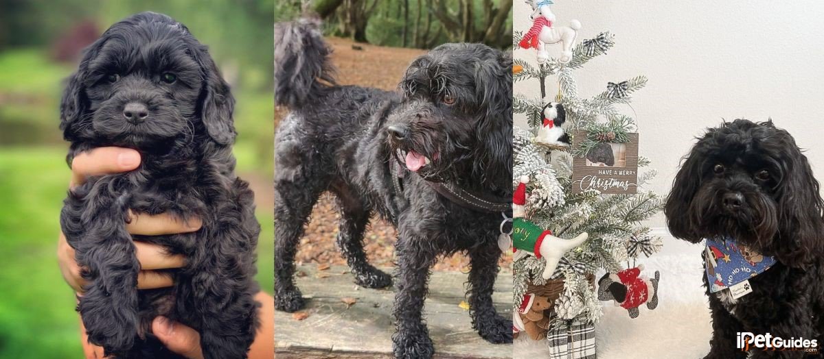 pictures of solid black cavapoos