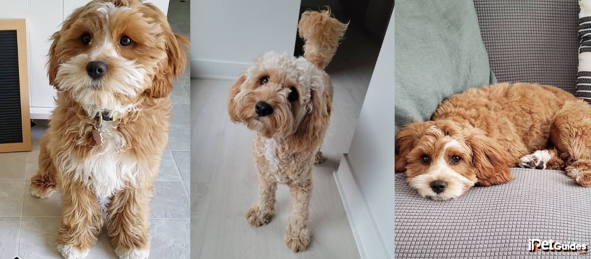 pictures of tan cavapoos
