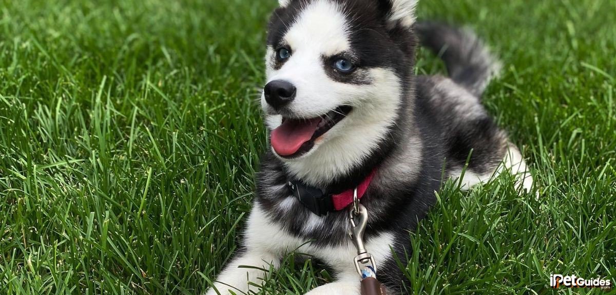 a pomeranian husky dog laying in the grass