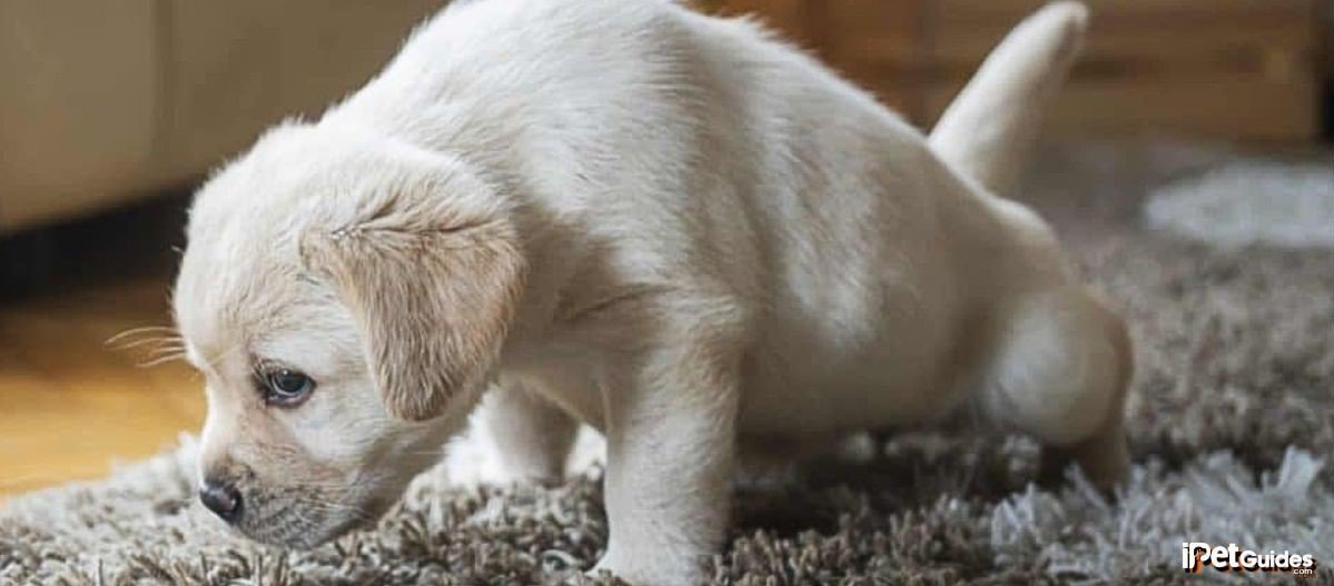A white puppy is pooping on a blanket