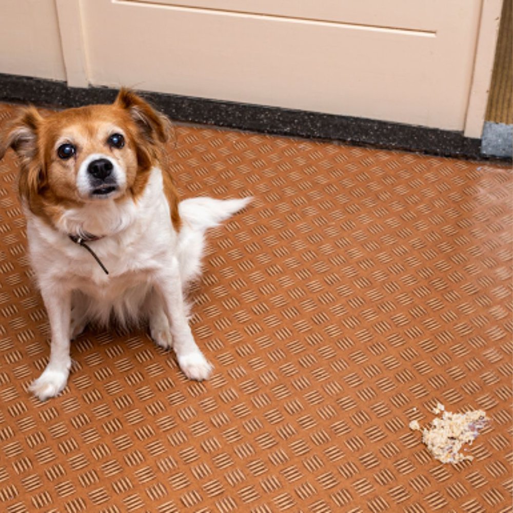 A brown and white dog vomits due to inflammatory bowel disease 
