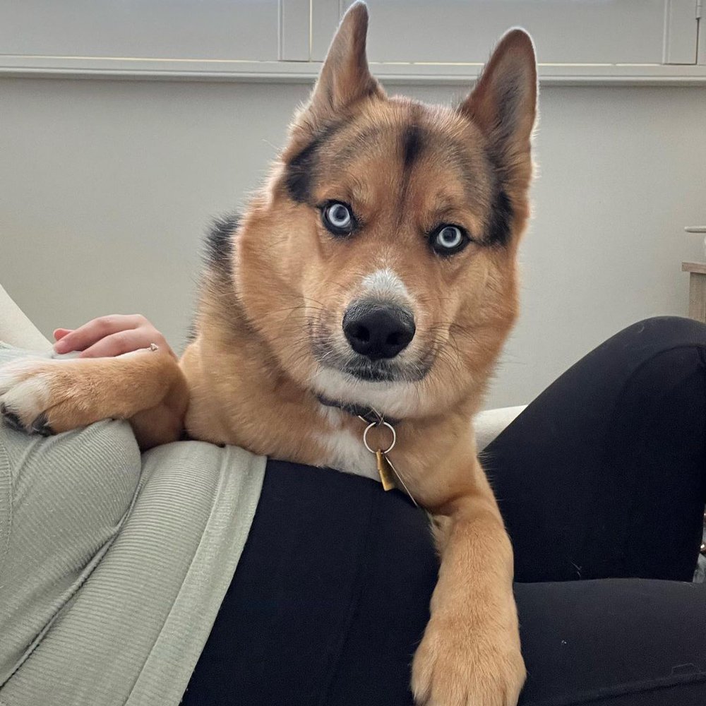 a shepsky dog sitting on a woman's lap