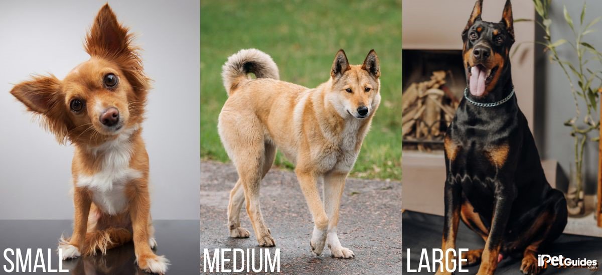 sizes of dogs 