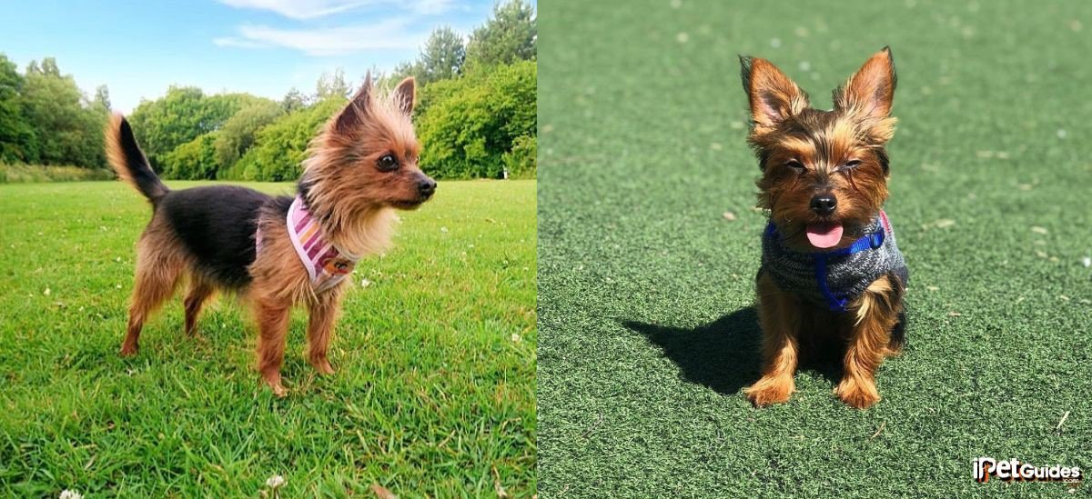 two pictures of red legged yorkshire dog breed in a grass ground
