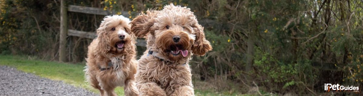 2 dog breeds running on a road