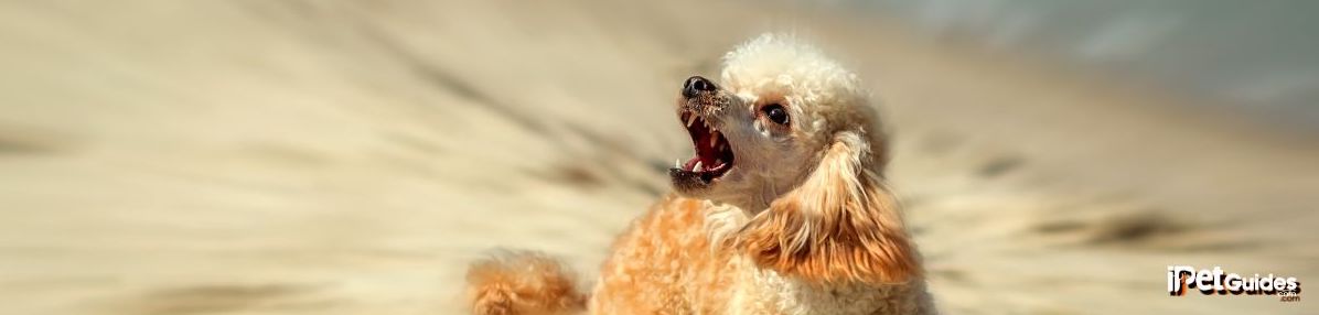 A dog breed standing on the beach sand and barking