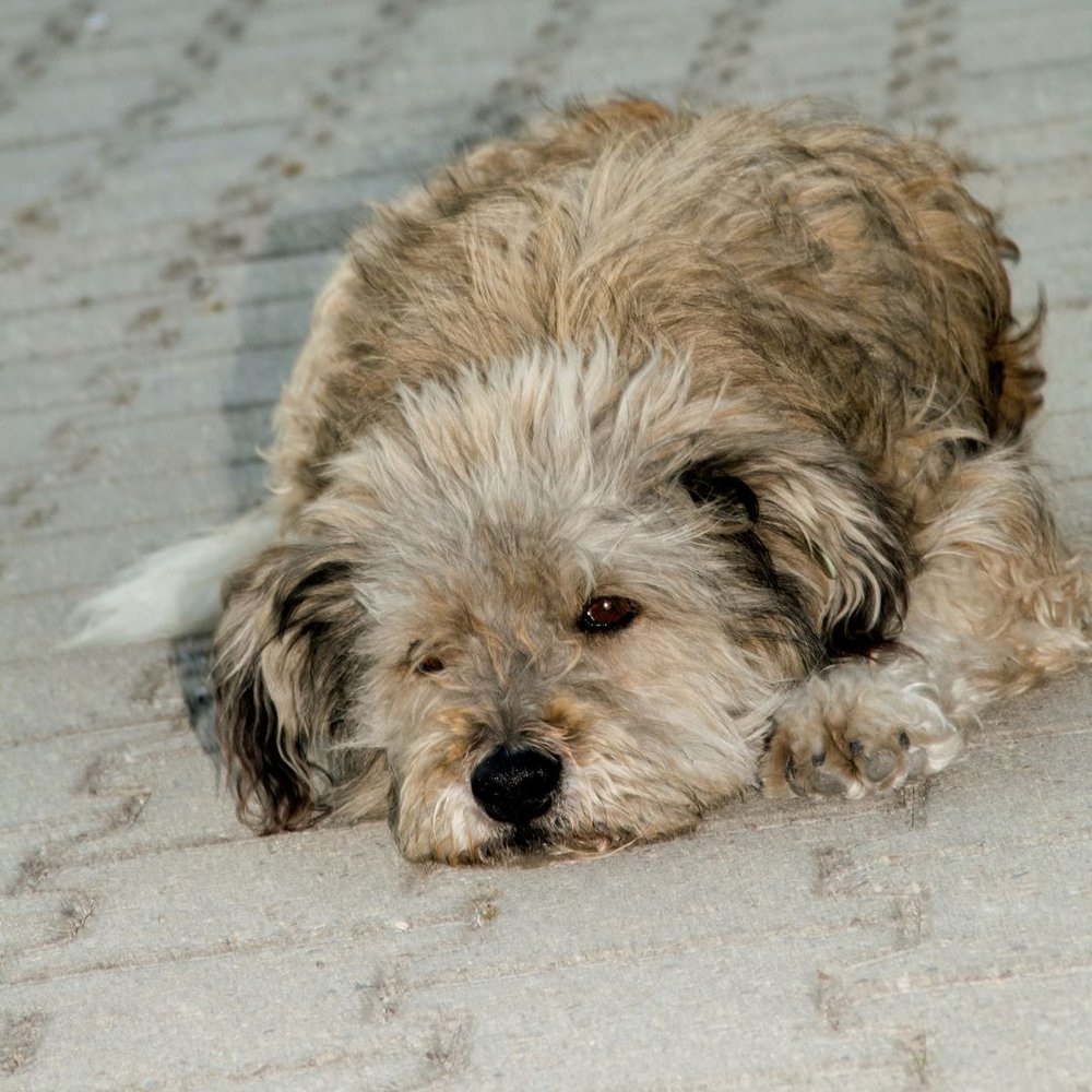 A dog feeling sad and lying in the floor
