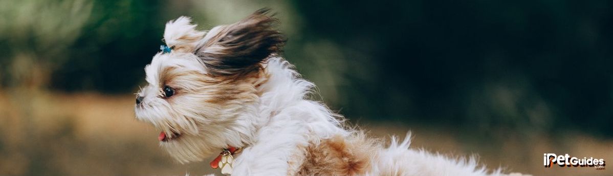 A shih tzu dog breed running in the ground