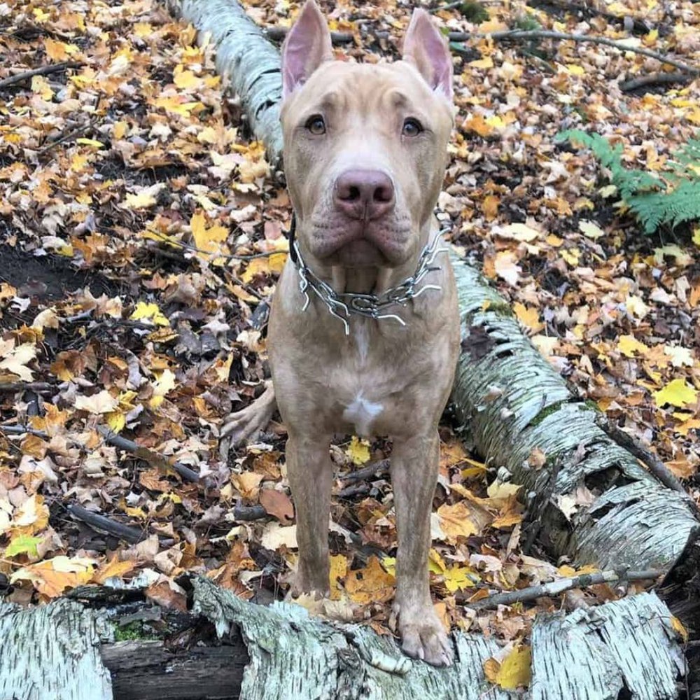 A Blue Champagne Pitbull standing on a log in the woods