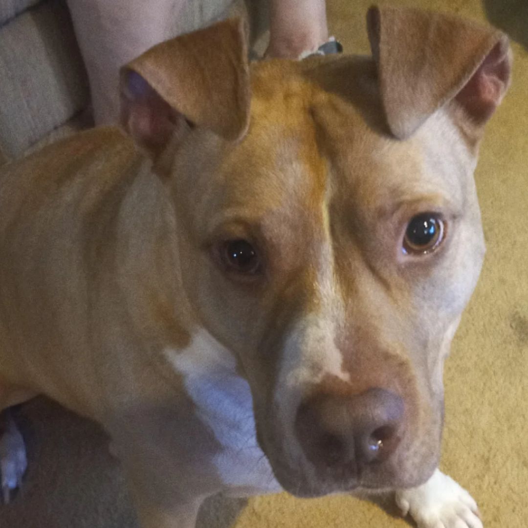 A Champagne Brindle Pitbull Dog breed dog is sitting on the floor