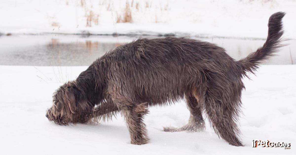 Irish Wolfhound cost featured image