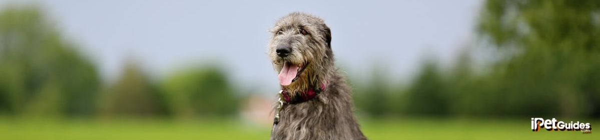 Irish wolfhound dog sitting on a grass ground