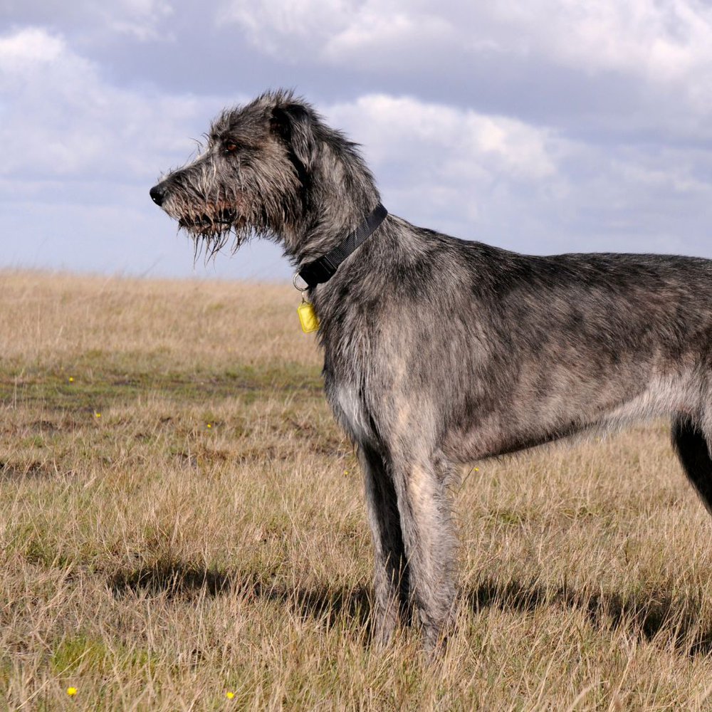 Irish wolfhound standing on a grass field